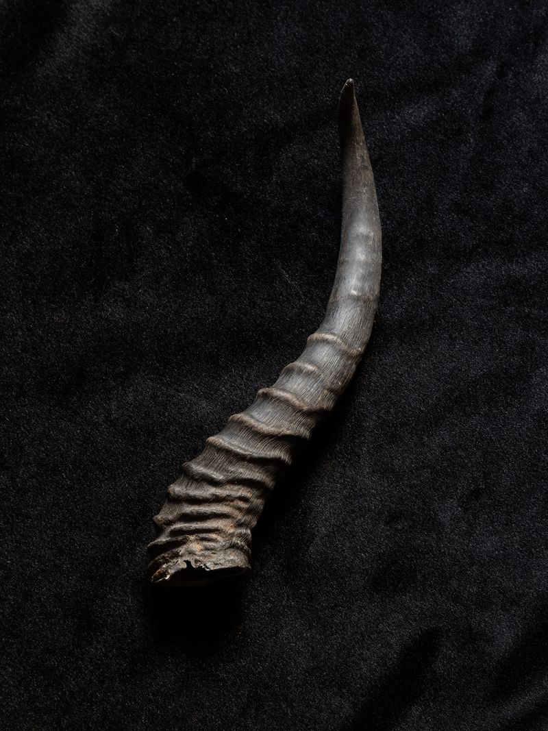 © Jennifer  Loeber - Black Ram goat horn, ritual tool (2021)