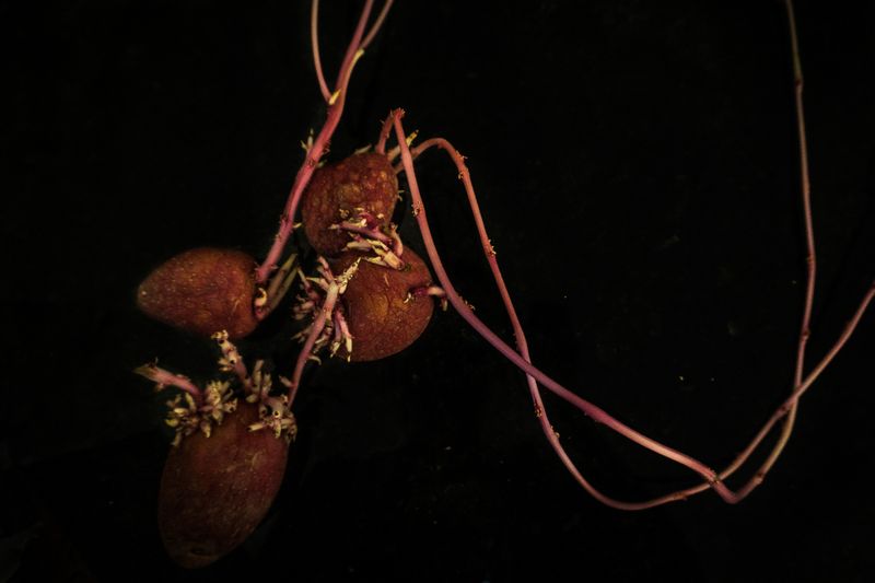 © Annette Ruzicka - Image from the The Sound of Cicadas photography project