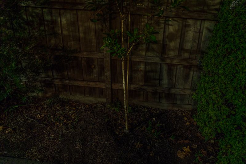 © Annette Ruzicka - Our tree. We planted this some time ago but I found myself nurturing it in this difficult time.