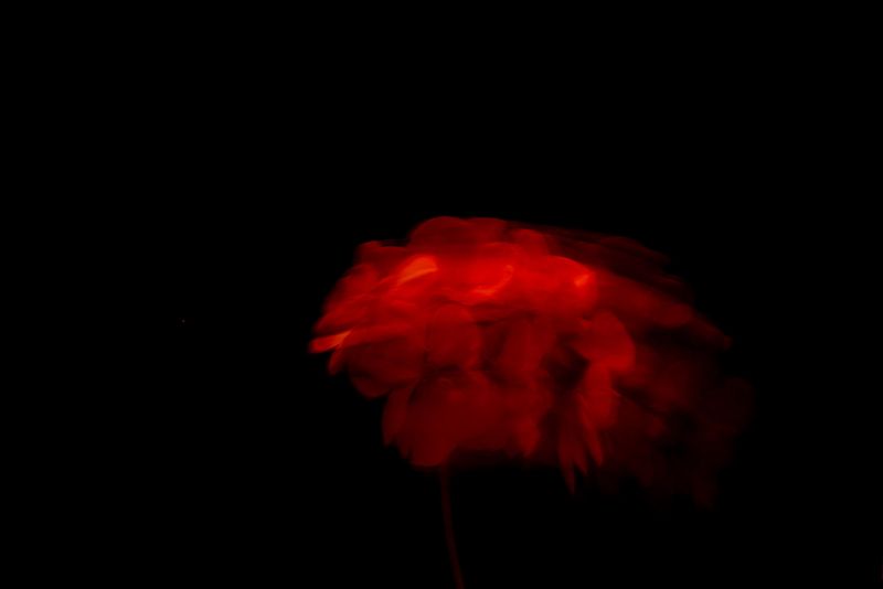 © Annette Ruzicka - Mum’s geraniums.