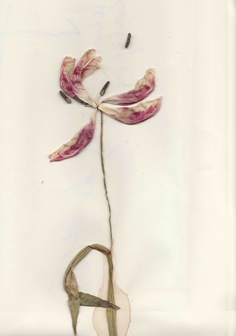 © Giulia Menicucci - Image from the Cuttlefish bones photography project