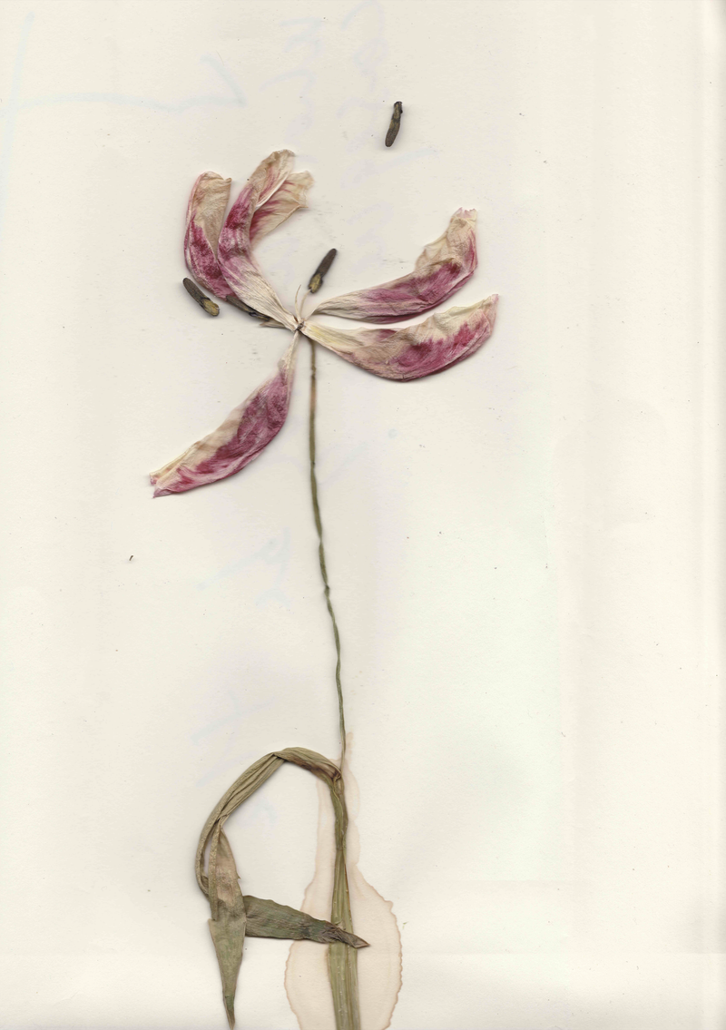 © Giulia Menicucci - Image from the Cuttlefish bones photography project