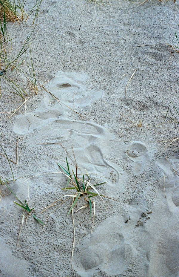 © Giulia Menicucci - Image from the Cuttlefish bones photography project