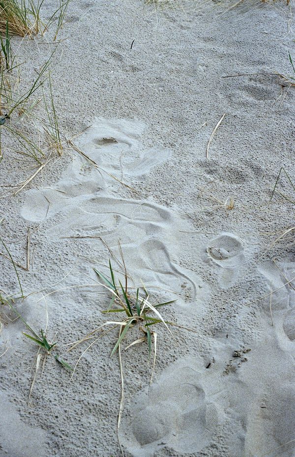 © Giulia Menicucci - Image from the Cuttlefish bones photography project