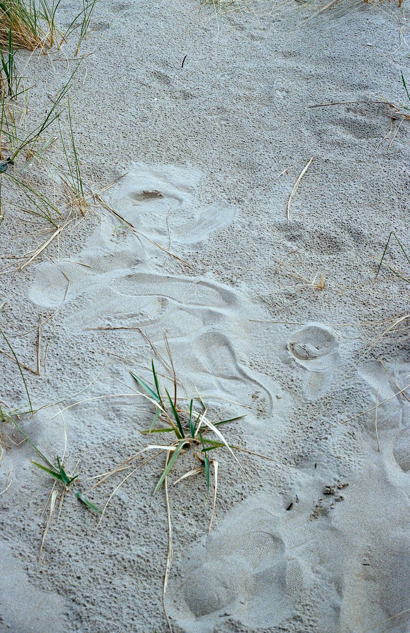 © Giulia Menicucci - Image from the Cuttlefish bones photography project