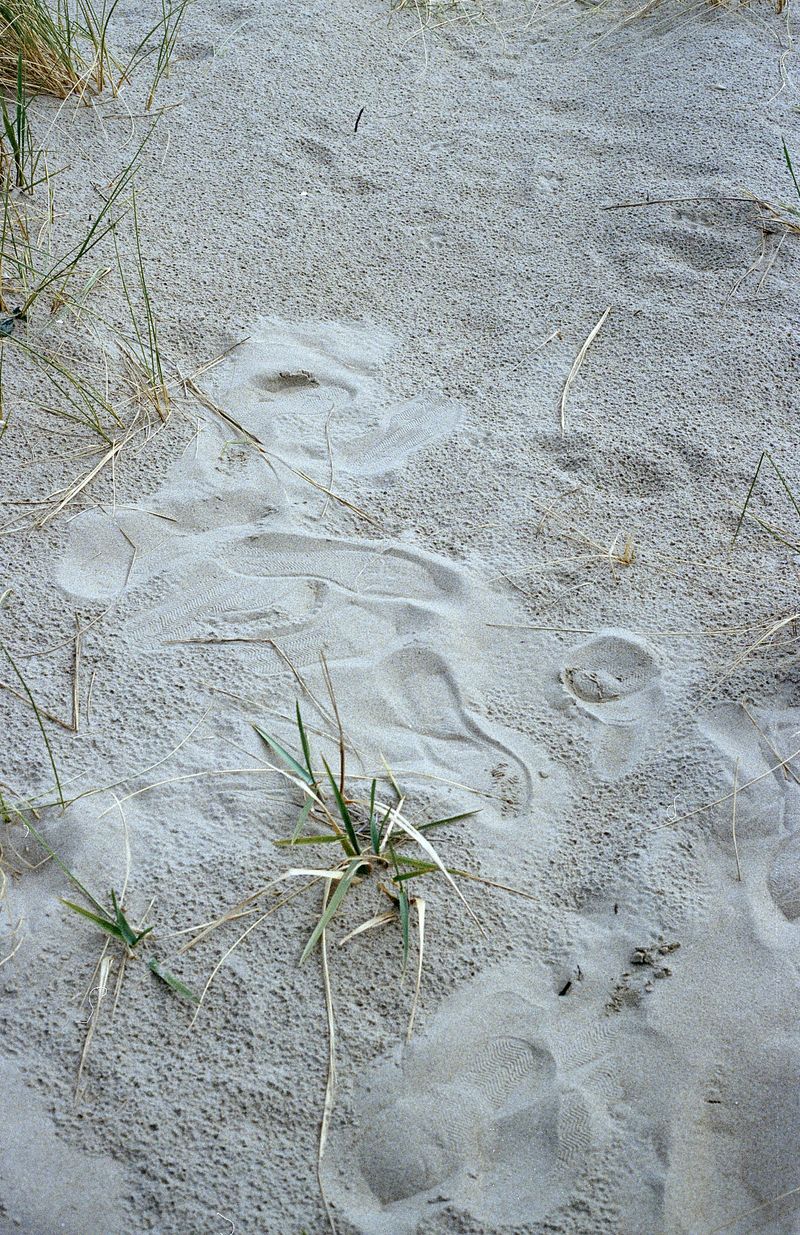 © Giulia Menicucci - Image from the Cuttlefish bones photography project