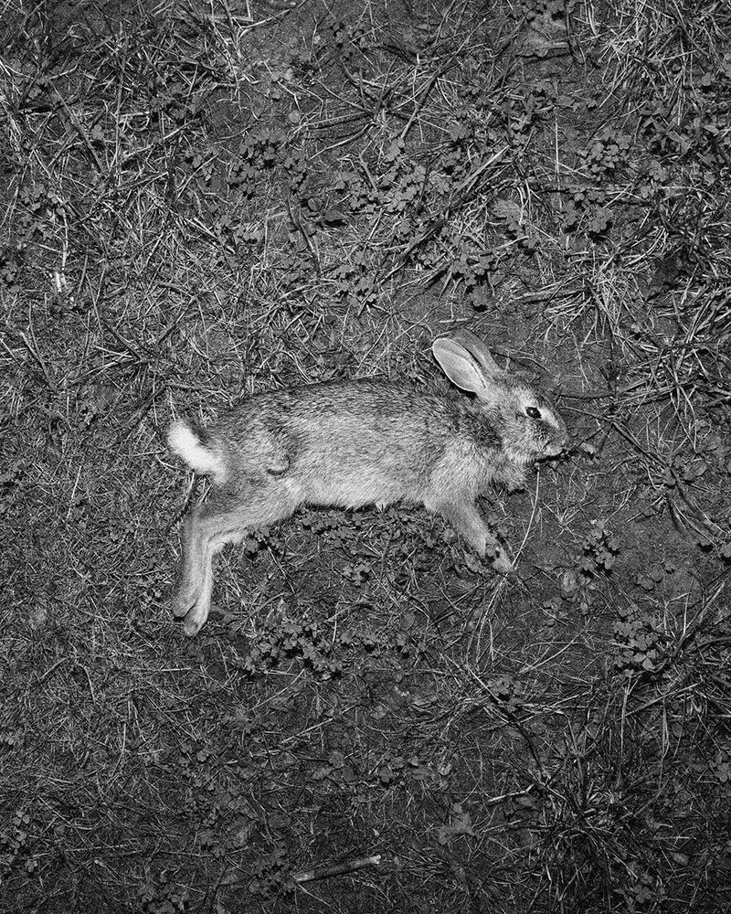 © Megan Farretta - rebirth