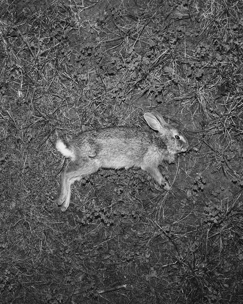 © Megan Farretta - rebirth