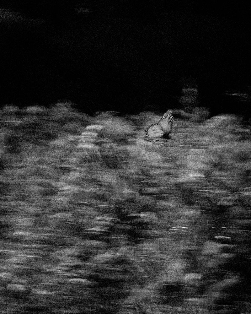 © Megan Farretta - can't you see?