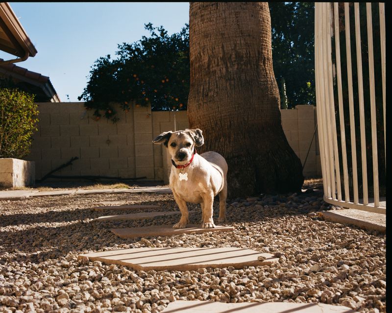 © Megan Farretta - Willy Nelson