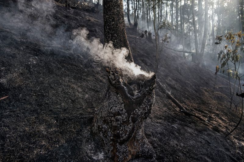 © Rafael Vilela - Image from the Forest Ruins photography project