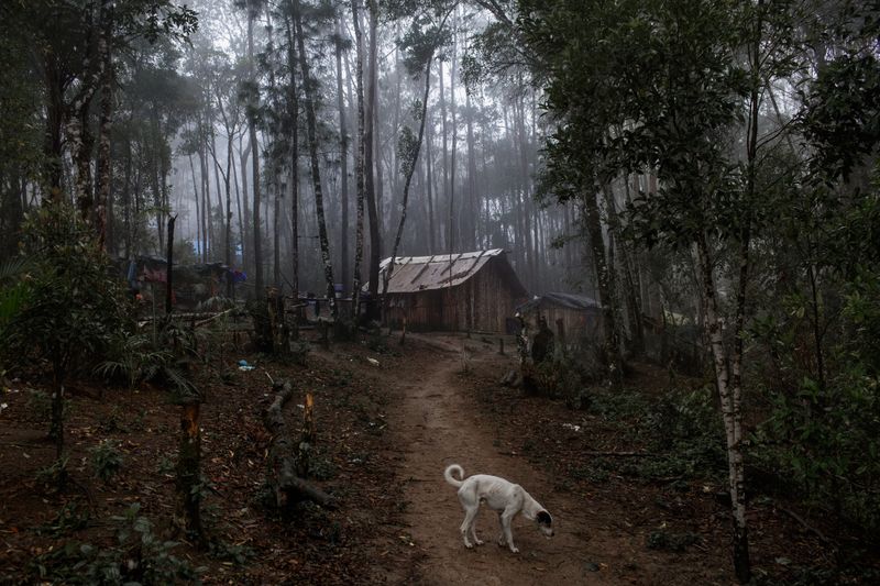 © Rafael Vilela - Image from the Forest Ruins photography project