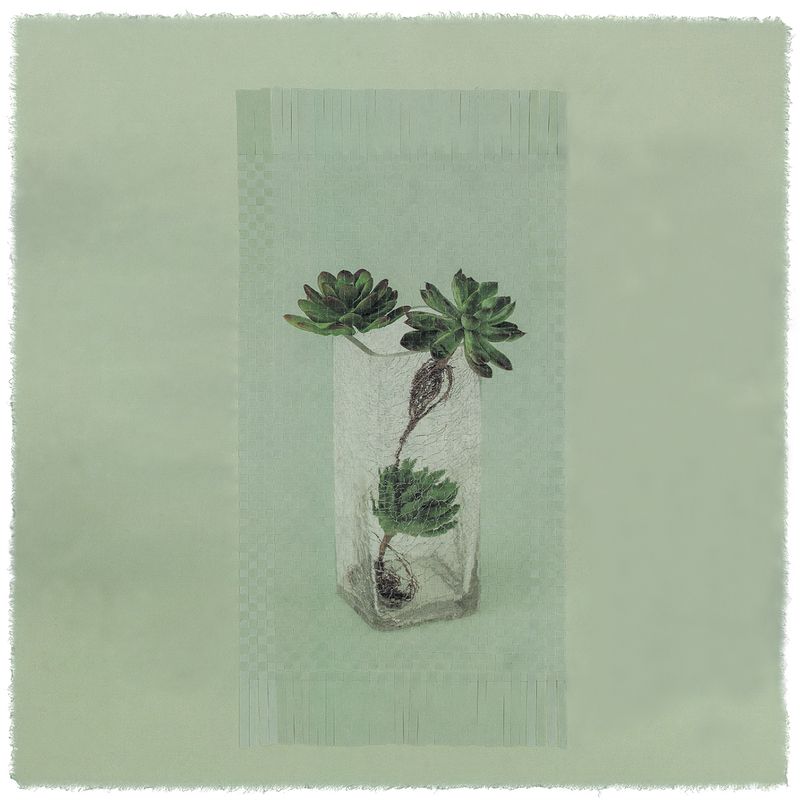 © Giljung Yoon - seesaw 11 _ succulent