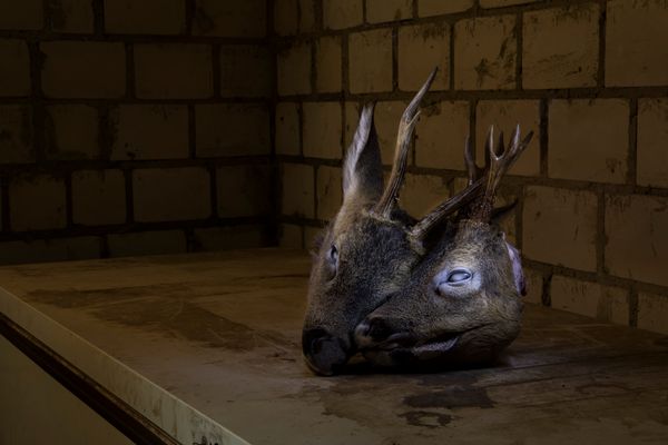 © Lara Wilde - Deer heads, getting unfrozen for preservation. The hoarfrost on their eyes will fade quickly.