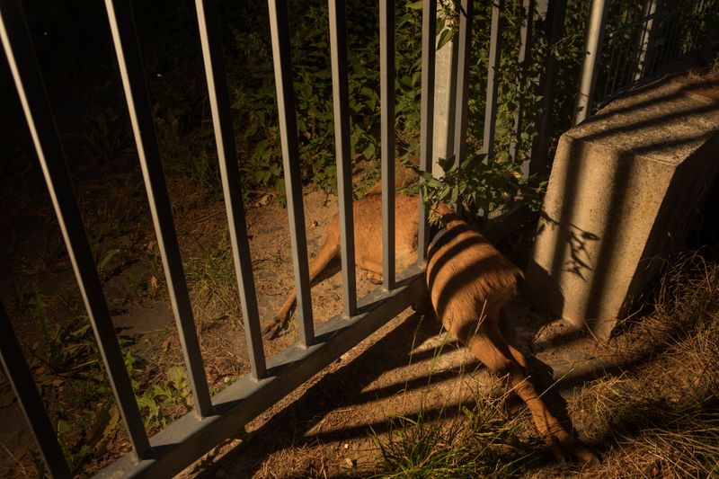 © Lara Wilde - A deer stuck at the fence of the disused hospital during mating season. He must have fought it for a while.