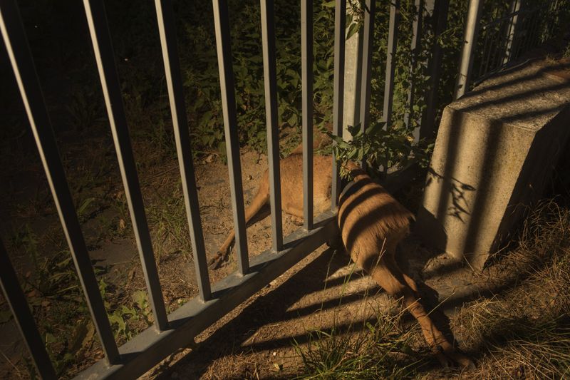 © Lara Wilde - A deer stuck at the fence of the disused hospital during mating season. He must have fought it for a while.