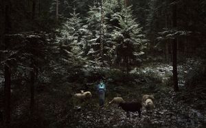 Shepherds