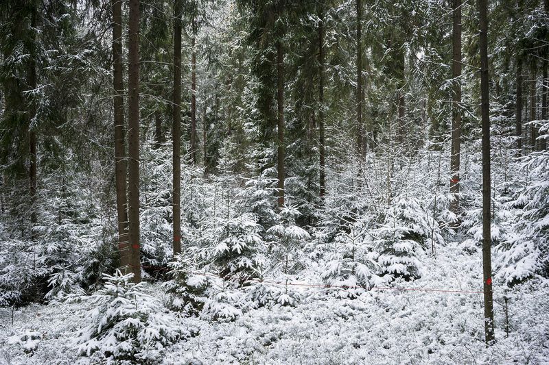© Adam Żądło - Image from the Eight Traps photography project