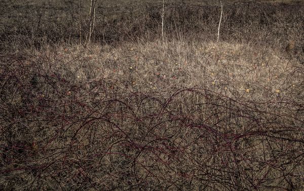 © Adam Żądło - Image from the Eight Traps photography project