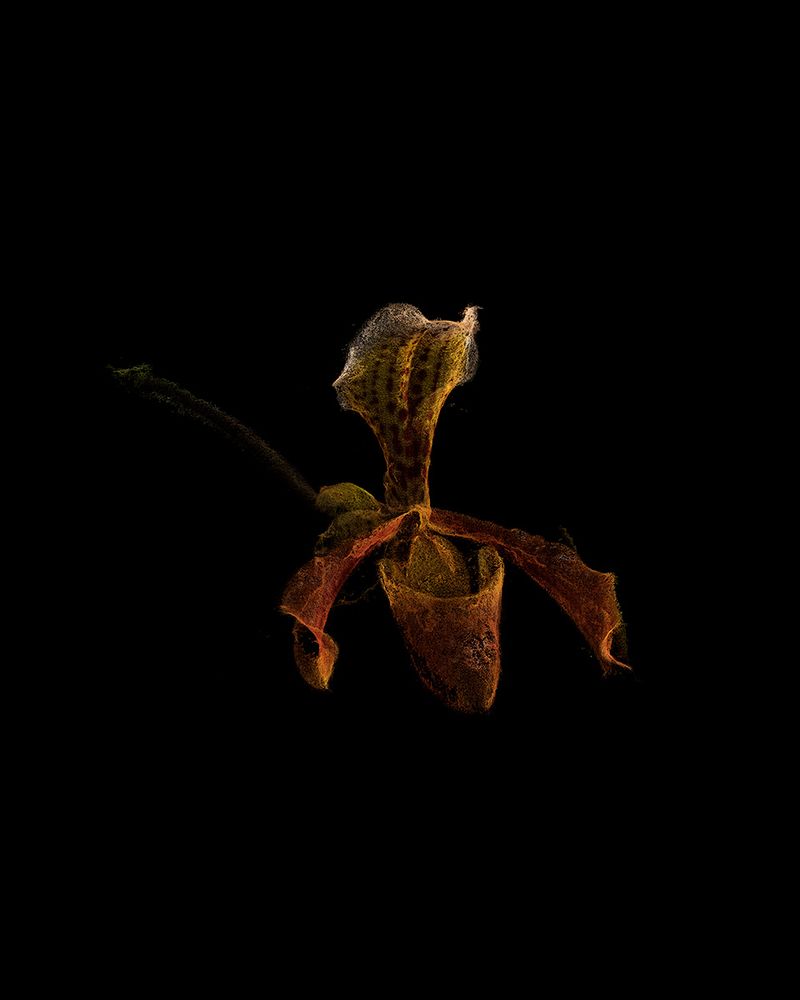 © Cristobal Ascencio - Image from the Las Flores mueren dos veces photography project