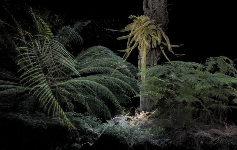 © Cristobal Ascencio - Image from the Las Flores mueren dos veces photography project