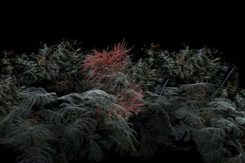© Cristobal Ascencio - Image from the Las Flores mueren dos veces photography project