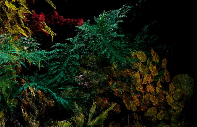 © Cristobal Ascencio - Image from the Las Flores mueren dos veces photography project