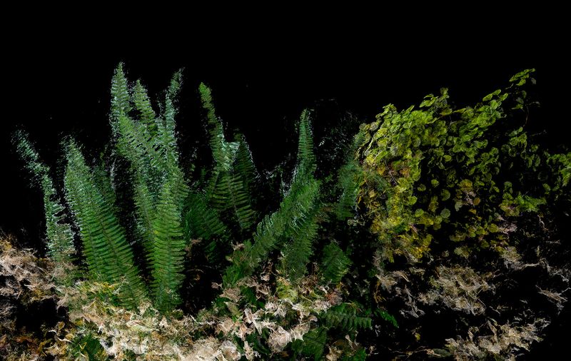 © Cristobal Ascencio - Image from the Las Flores mueren dos veces photography project