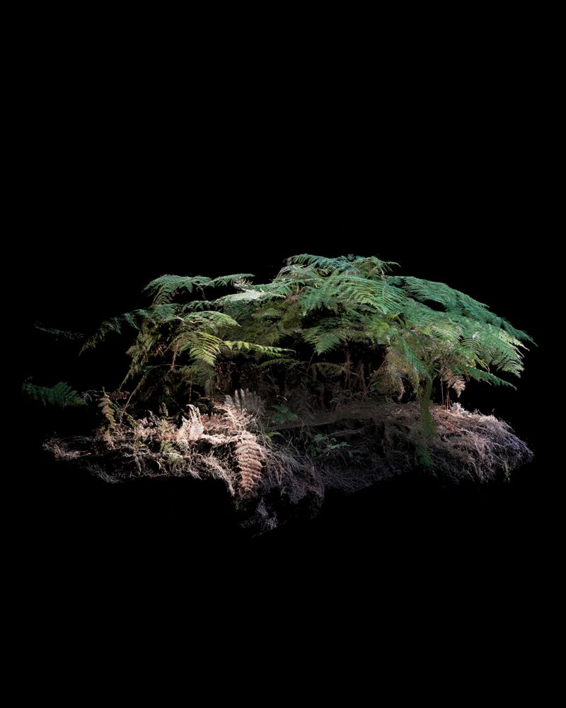 © Cristobal Ascencio - Image from the Las Flores mueren dos veces photography project