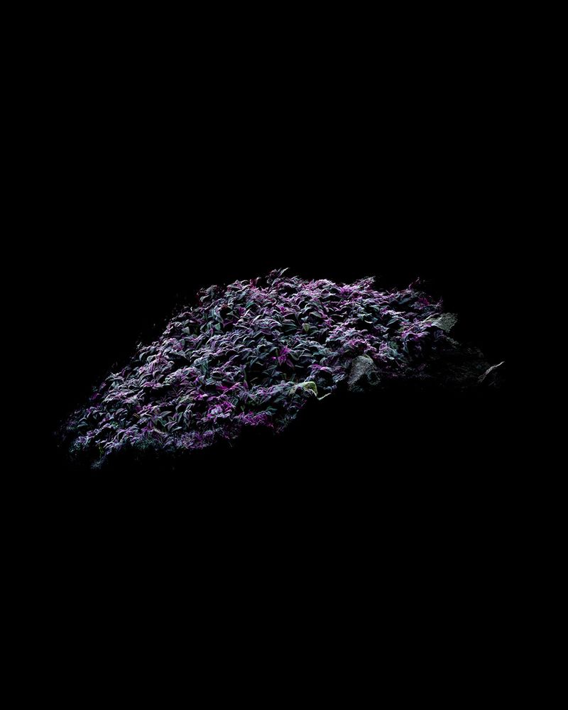 © Cristobal Ascencio - Image from the Las Flores mueren dos veces photography project