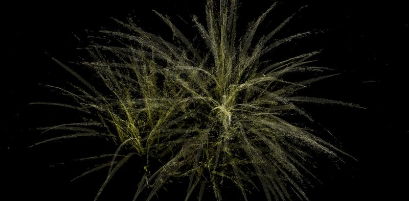 © Cristobal Ascencio - Image from the Las flores mueren dos veces photography project