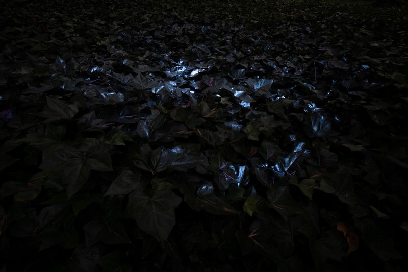 © Cristobal Ascencio - Image from the Las flores mueren dos veces photography project