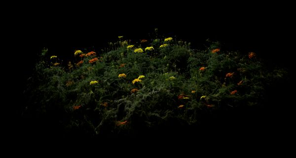 © Cristobal Ascencio - Image from the Las flores mueren dos veces photography project