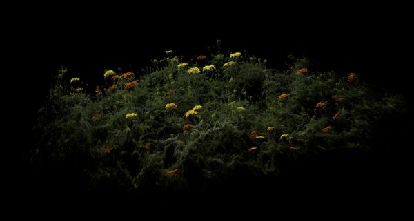 © Cristobal Ascencio - Image from the Las flores mueren dos veces photography project