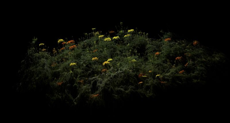 © Cristobal Ascencio - Image from the Las flores mueren dos veces photography project