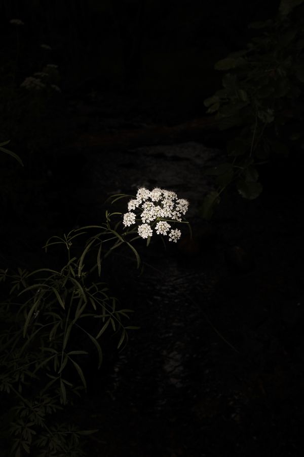 © Cristobal Ascencio - Image from the Las flores mueren dos veces photography project