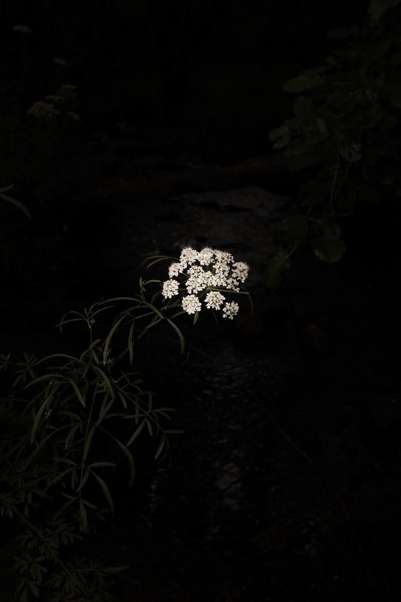 © Cristobal Ascencio - Image from the Las flores mueren dos veces photography project