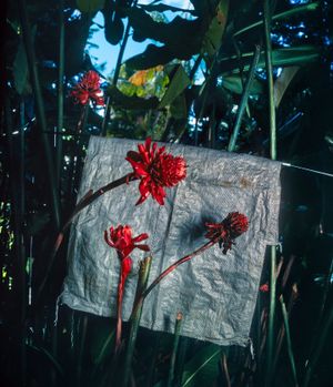 Rondônia (how I fell in love with a line)