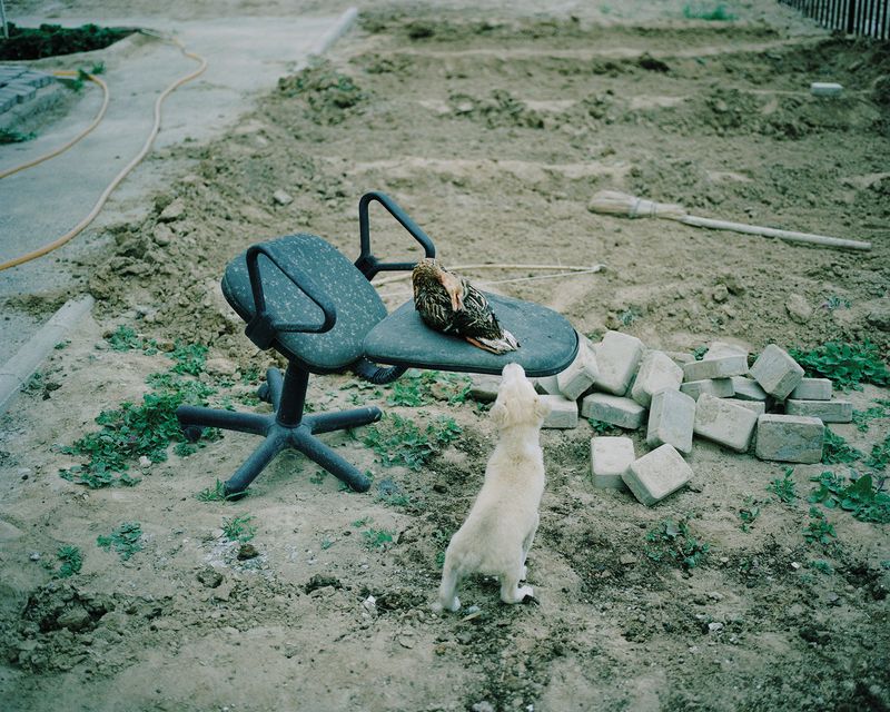 © laurens thys - Pumba and duck