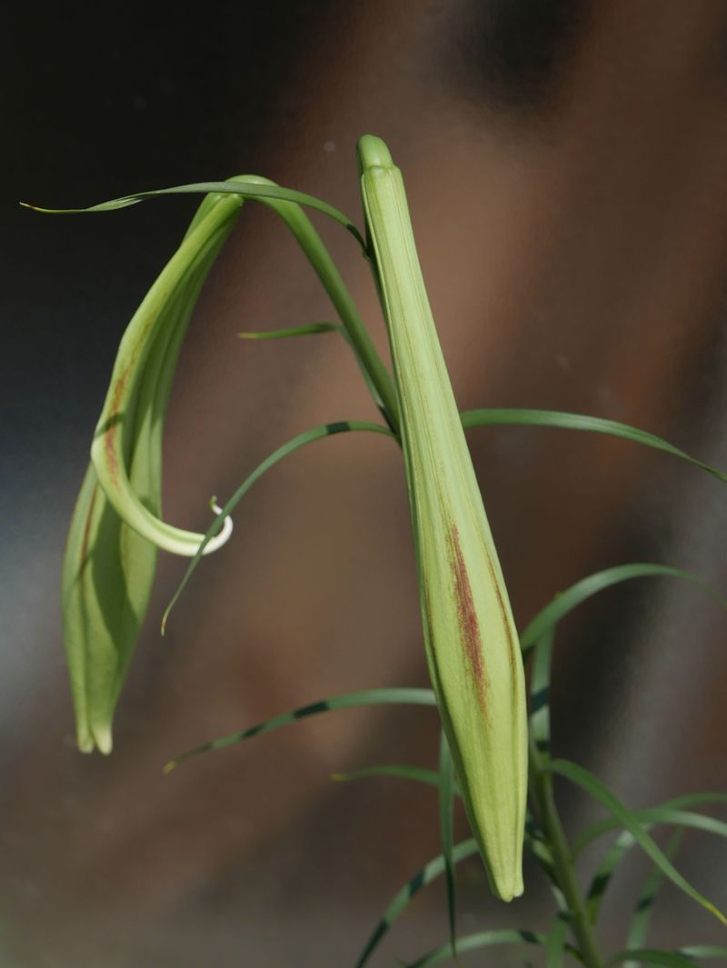 © XIANGQI YIN - Image from the Form Fragments photography project