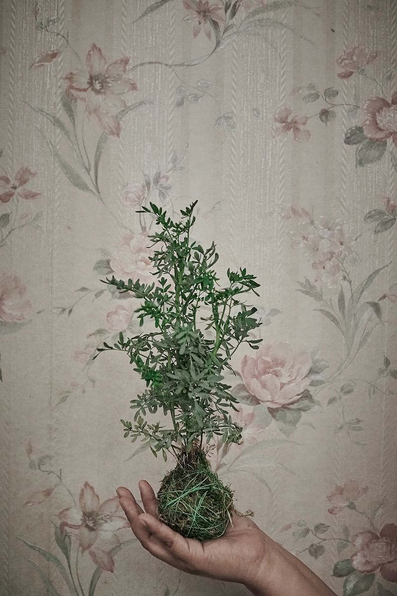 © Elipe mahé - Image from the AcompañantAs: Here shines the green photography project