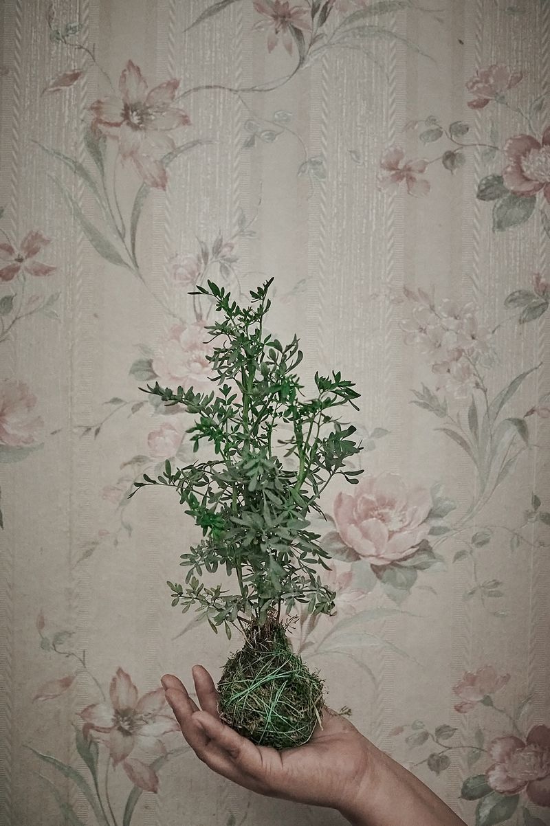 © Elipe mahé - Image from the AcompañantAs photography project