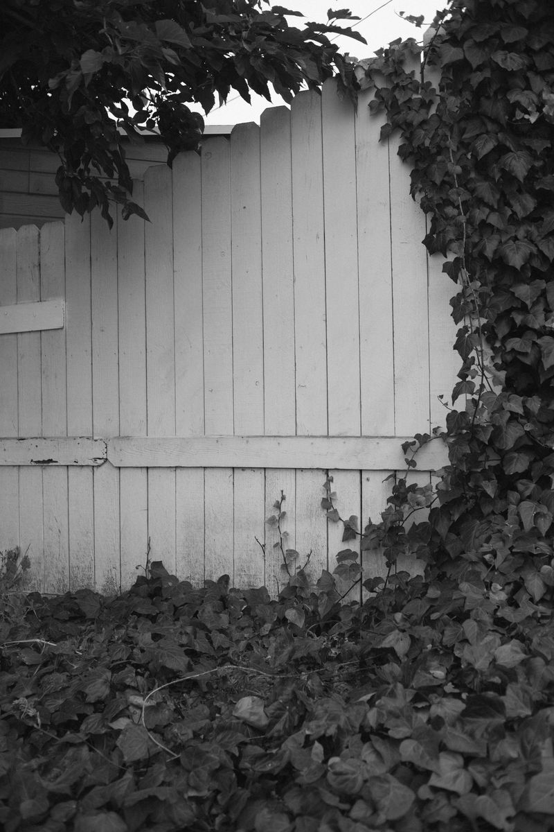 © Kovi Konowiecki - Vines I, 2016