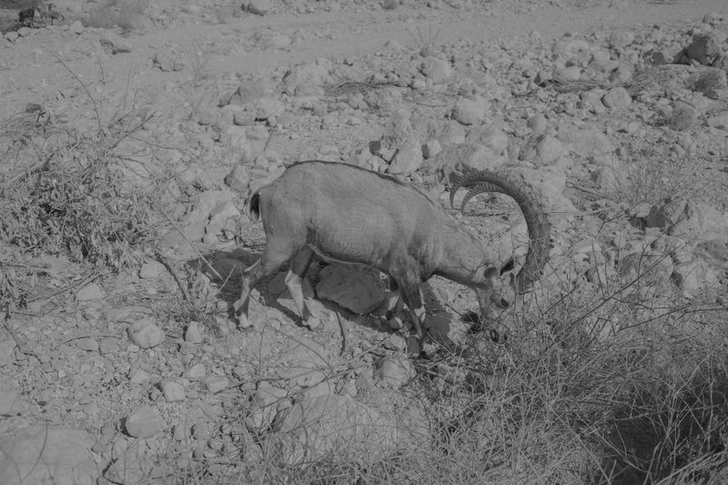 © Kovi Konowiecki - Mountain Goat, 2017