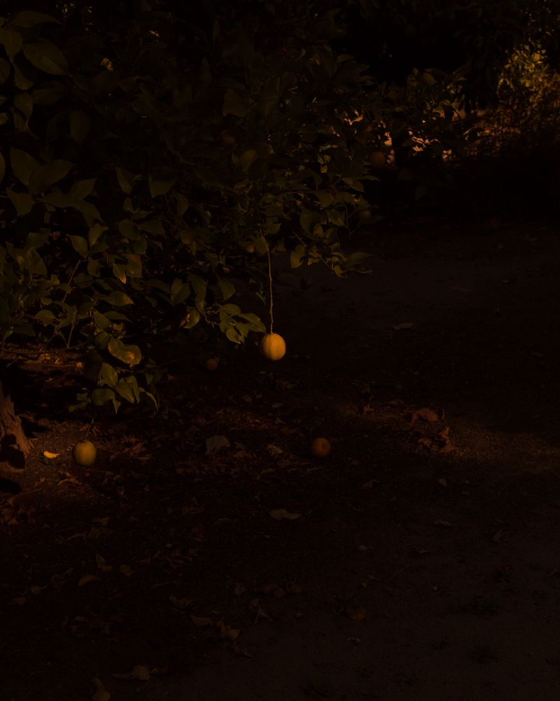 © Kovi Konowiecki - Forbidden Fruit II, 2017