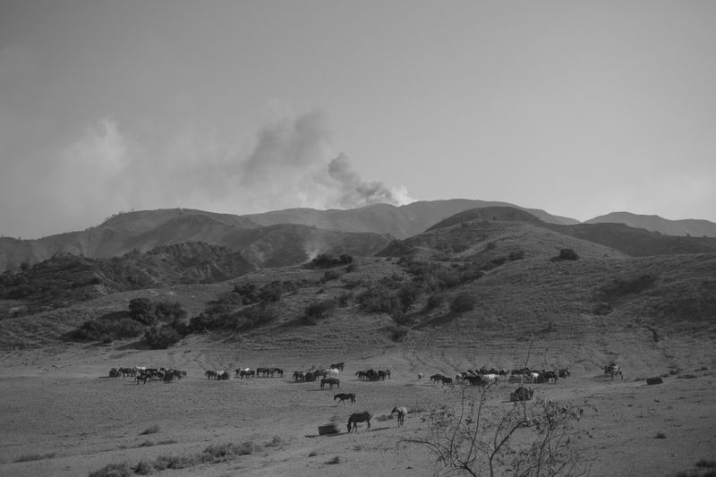 © Kovi Konowiecki - Brush Fire, Corona, 2017