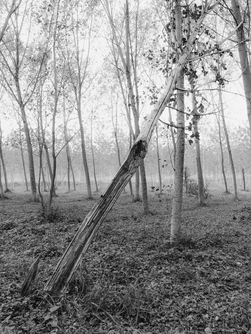 © Andrea Angelino Catella - Image from the TRA photography project