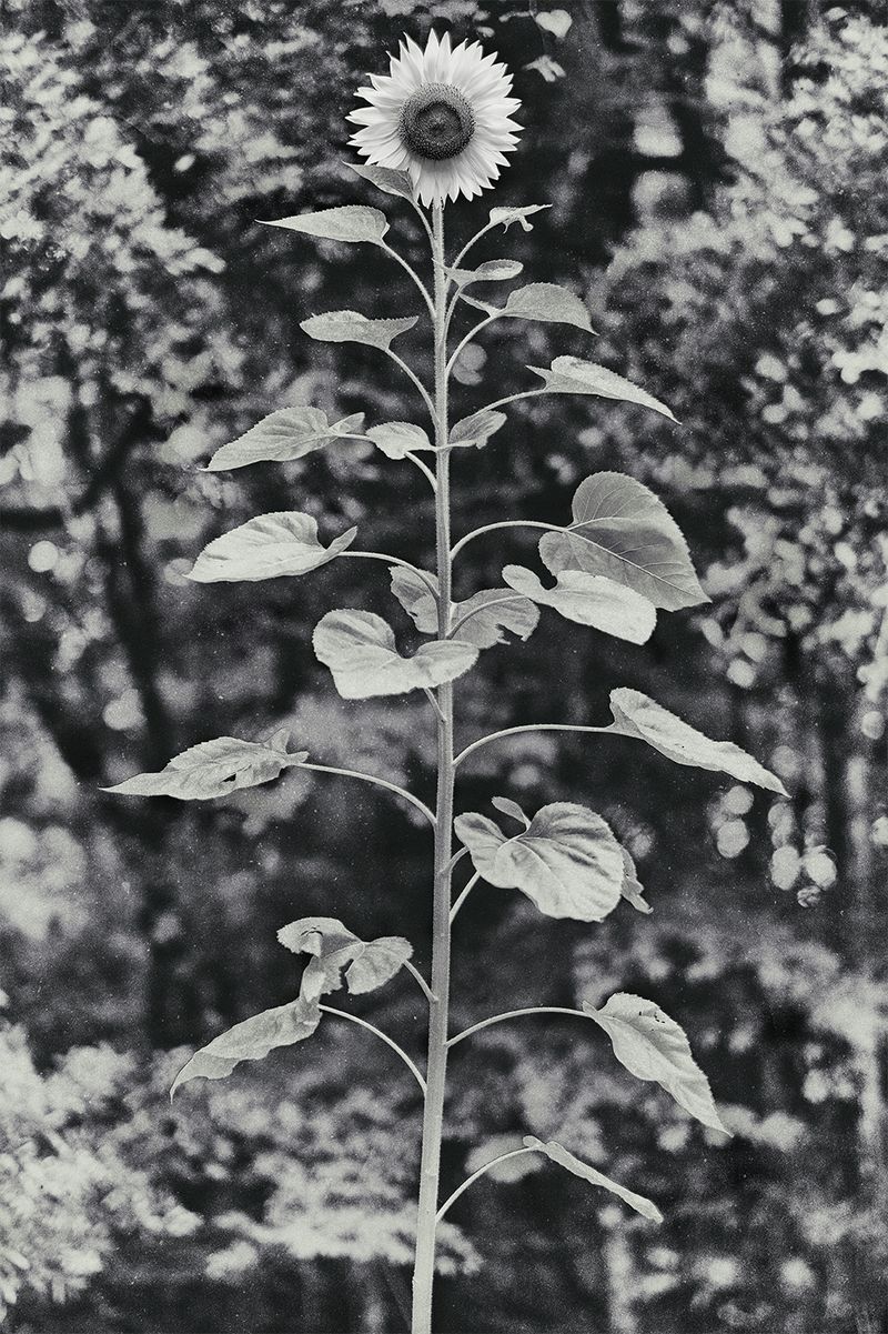© Quintin H. O'Connell - Image from the Anomie photography project