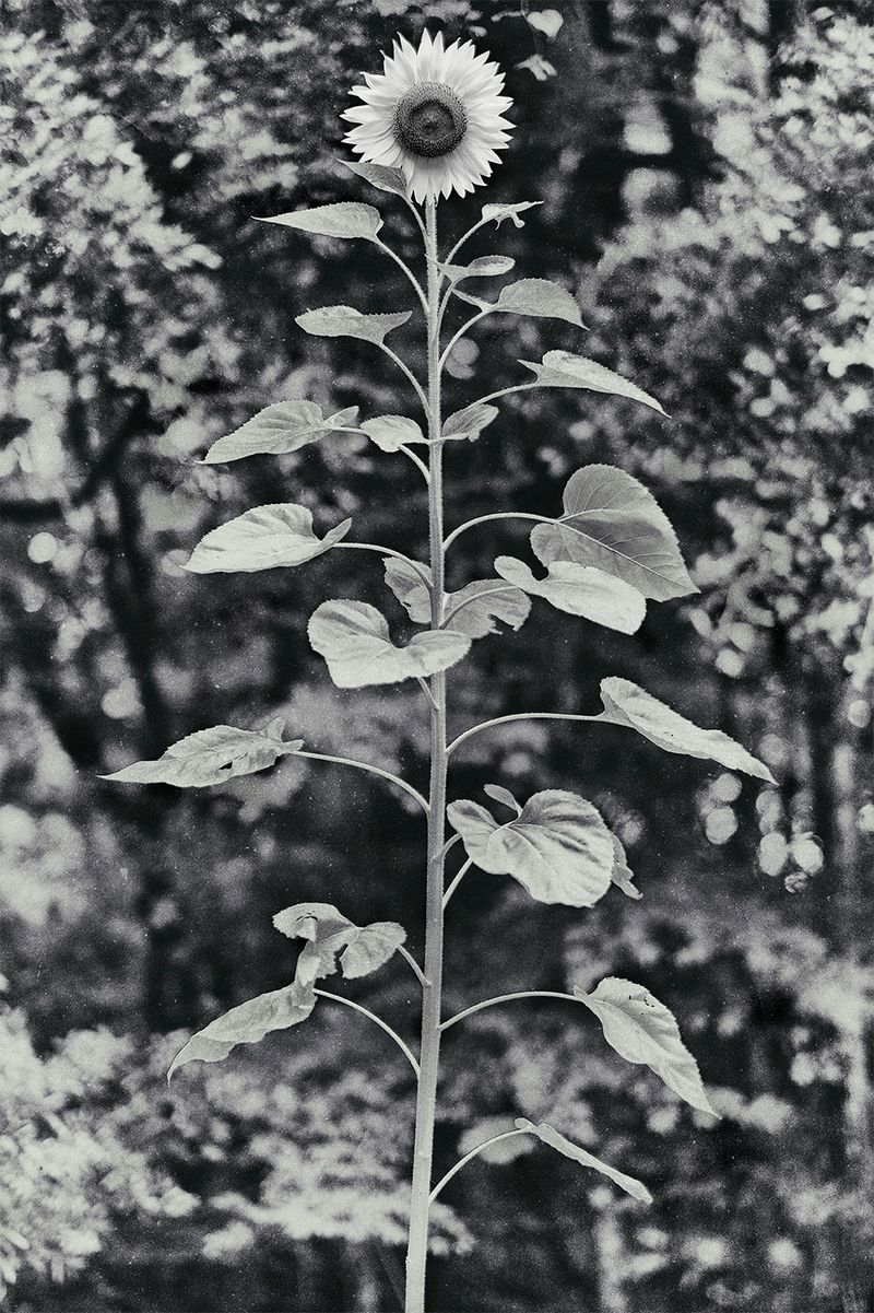 © Quintin H. O'Connell - Image from the Anomie photography project