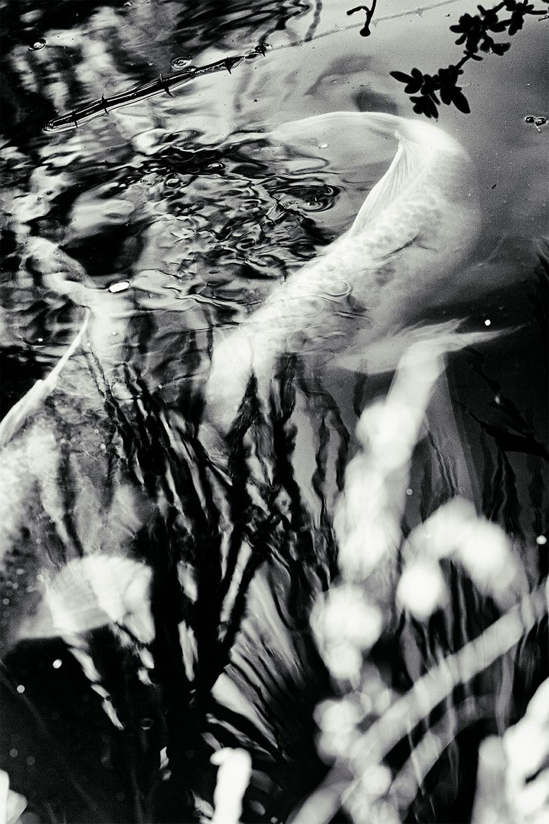 © Quintin H. O'Connell - Image from the Anomie photography project